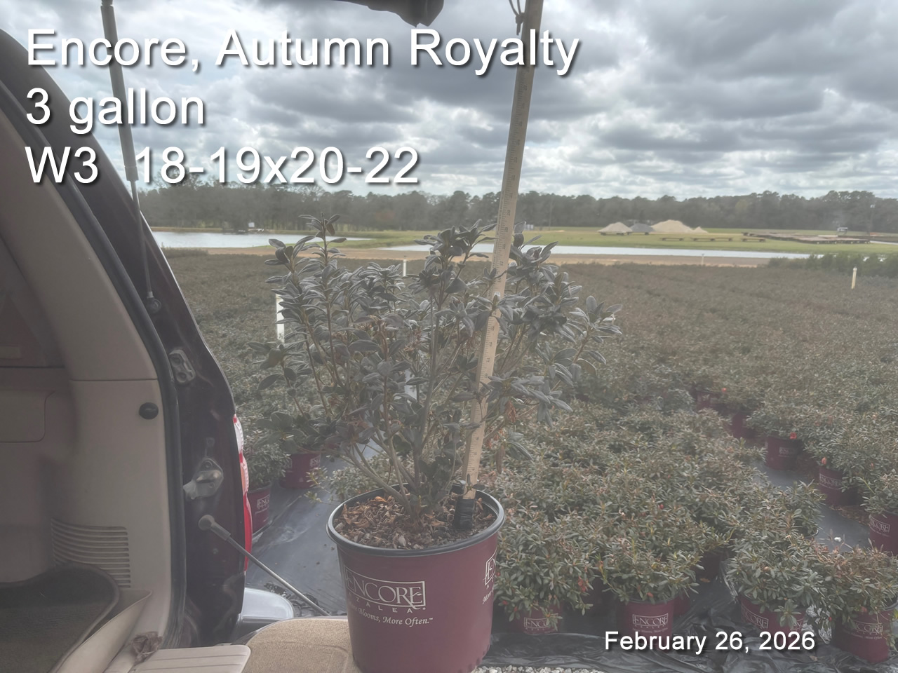 gallery/eroy3 w3 feb26.jpg